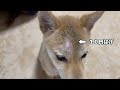 子犬の額に突然１０円はげができたので病院行ってきました💦