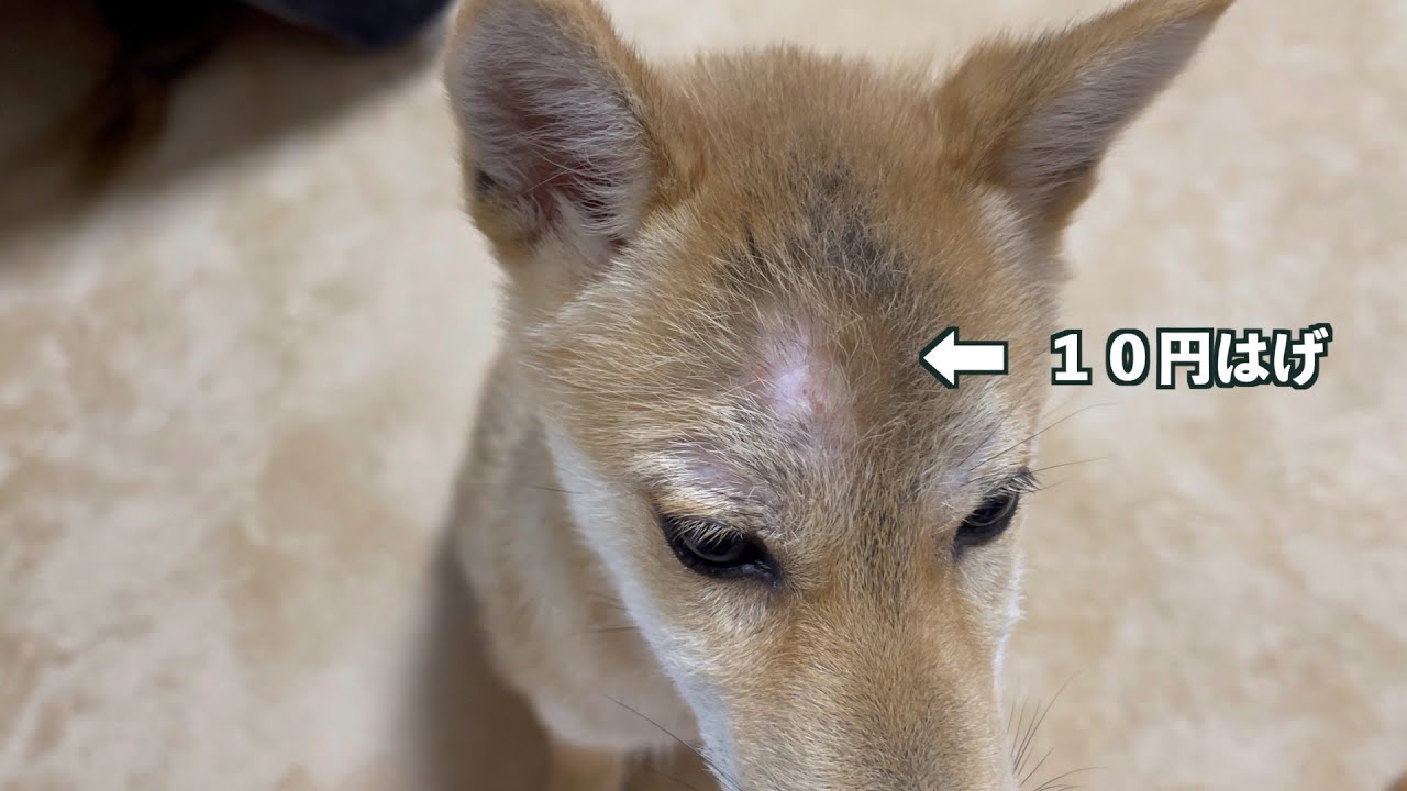 子犬の額に突然１０円はげができたので病院行ってきました Youtube