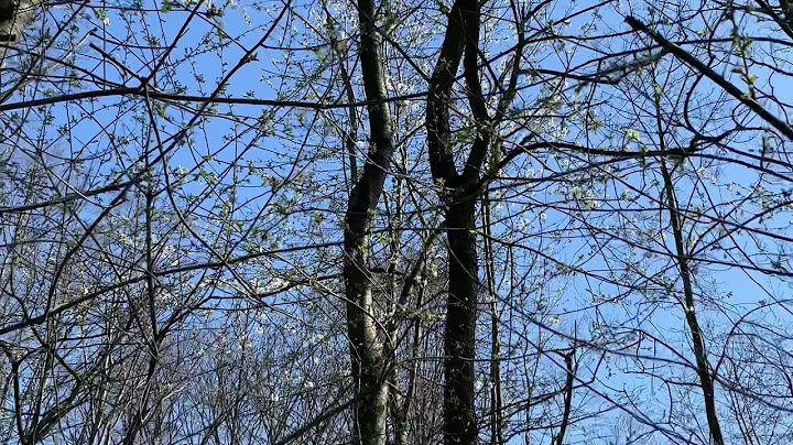 Was ist der unterschied zwischen wildkirschen und normalen kirschen