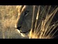 Lion Pride Behavior and Territory