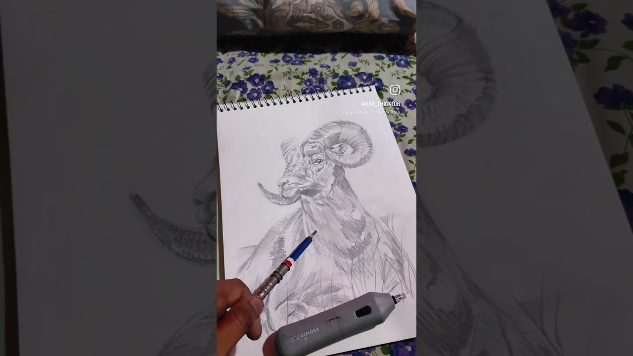 The bighorn sheep (Ovis canadensis) 🥲