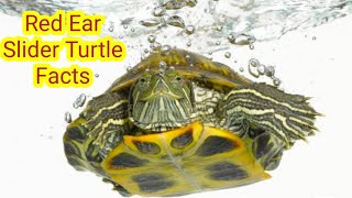 Red Ear Slider Turtle | Facts on Red Eared Turtles