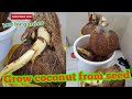 How to Grow a Coconut Tree from Coconut seed.Step By Step With  1 year results.