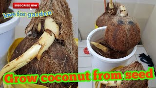 How to Grow a Coconut Tree from Coconut seed.Step By Step With  1 year results.