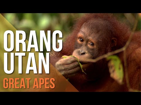 Video: Orangutan Merokok Menjadi Turki Sejuk Di Malaysia