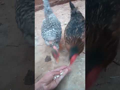 سلالت الدجاج الفيومي الفظي  مساعده منكم باالإشتراك في حفظكم الله 