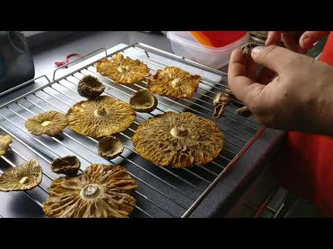 Vídeo: Com Es Pot Reconèixer L’agaric Volant O L’Amanita Citrina