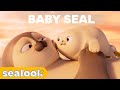 Cuteness explosion  baby seal special  sealook  episodes compilation