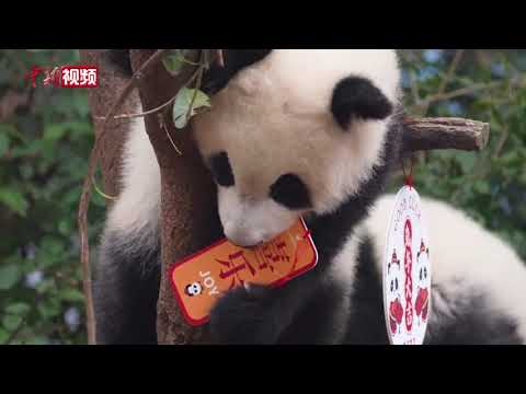 成都：2022年新生大熊猫宝宝集体亮相