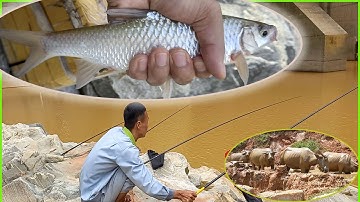 Câu Cá Pa Chát | Câu Cá Suối | Câu Cá Giải Trí Và Ẩm Thực