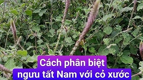 Cách phân biệt cây cỏ xước với ngưu tất Nam (bổ gan thận, xương khớp...)