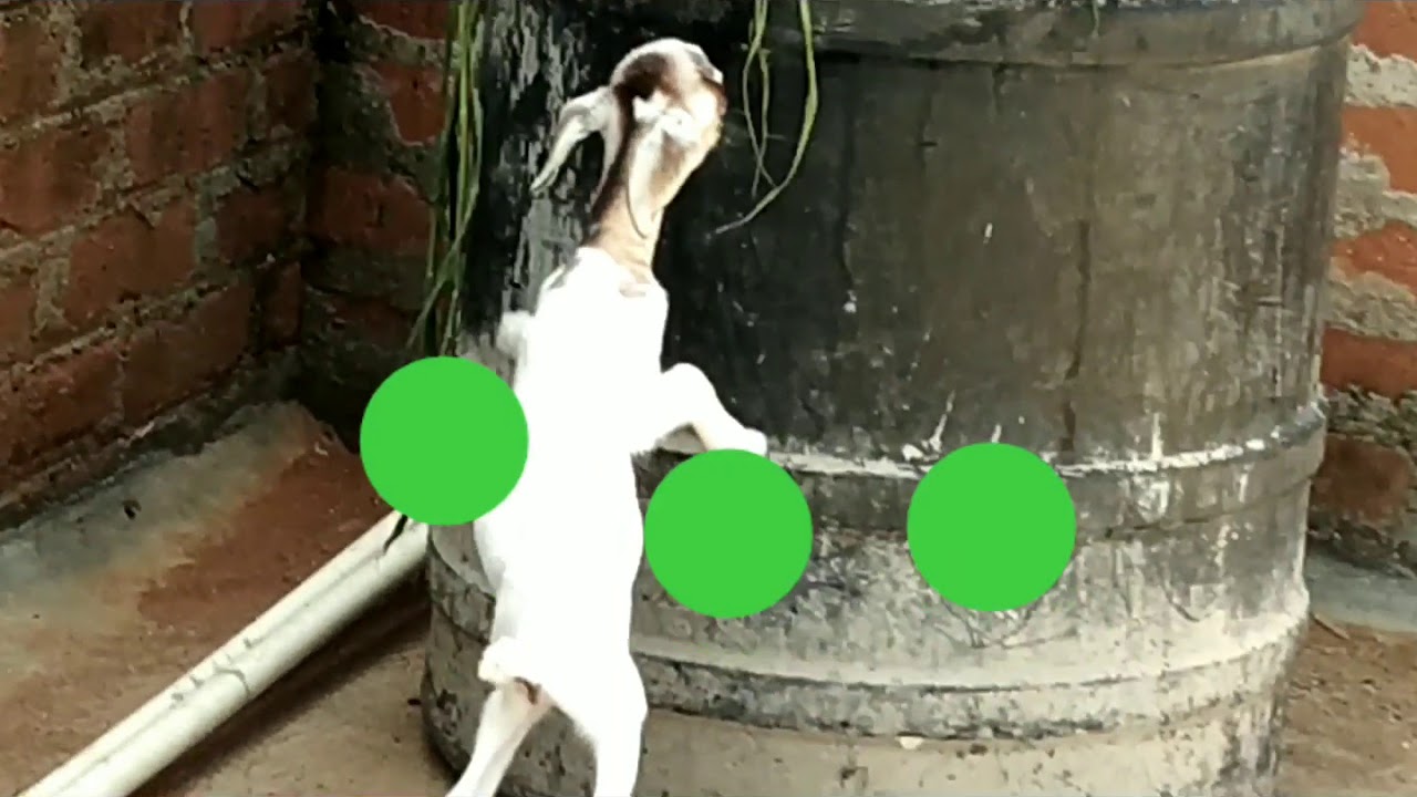 Funny goates funny acting