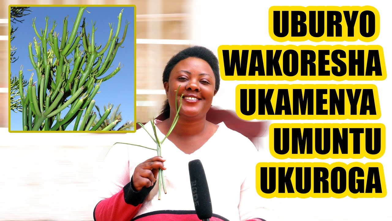 UMUROZI ARAMENYEKANA#UMUTI