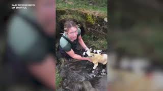 Sheep Farmer Crawls Into Water Pipe to Rescue Trapped Lambs