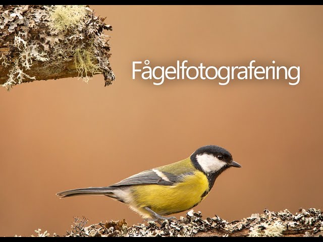 objektiv för fågelfotografering objektiv för fågelfotografering
