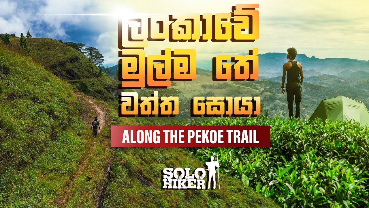 ලංකාවේ මුල්ම තේ වත්ත සොයා Along The Pekoe Trail SOLO Tour | 15Km Trail | Solo Hiker |