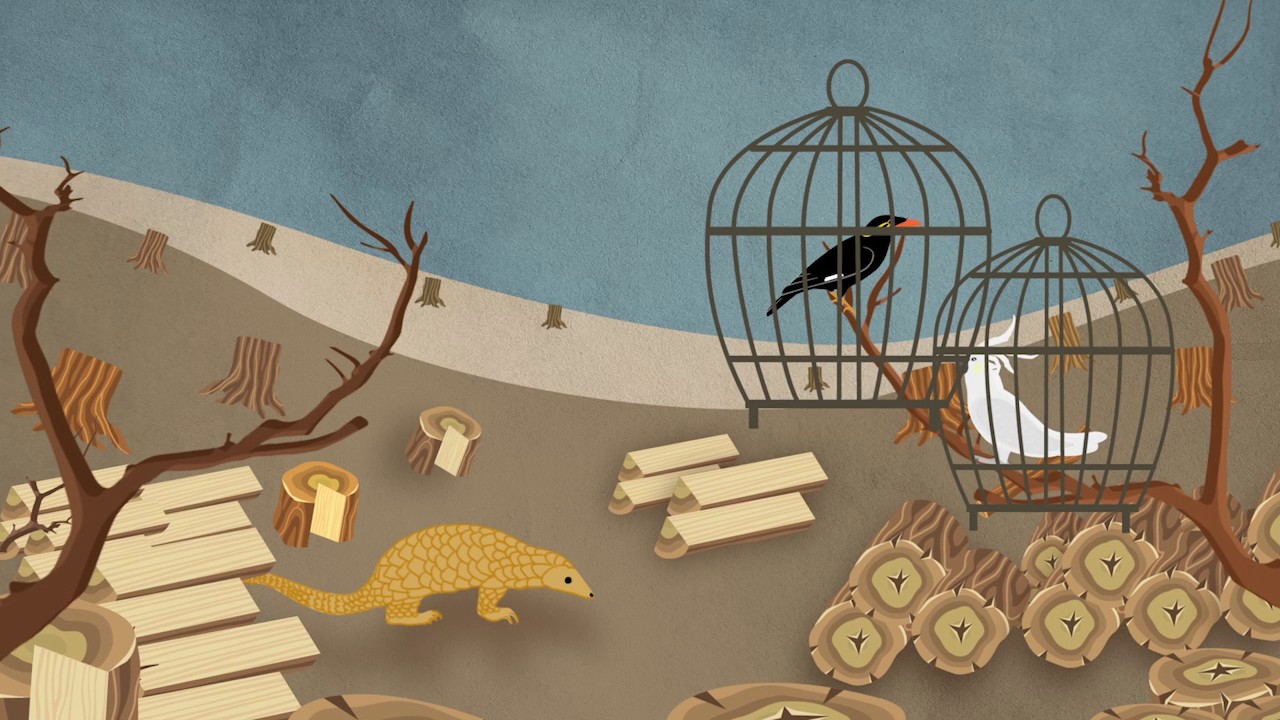 USAID Protect Wildlife