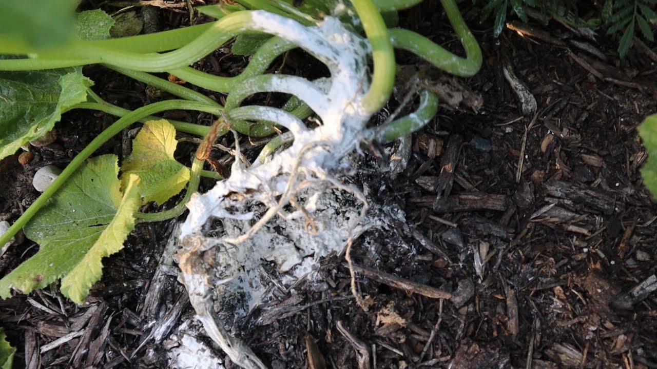 Squash Vine Borers Dead YouTube