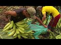 Cultivo de plátano Festival Hartón de Oro Tame Arauca 1