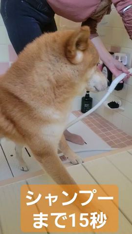 シャンプーまでのドキドキが傳わるぜ~😣