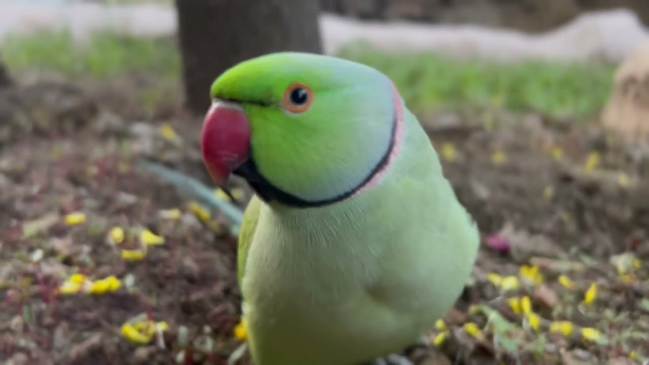 Mithu 🦜💕💕✌️#teamfx #viralvideo #mitthu ￼