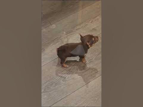 Щенок чихуахуа ругается - YouTube