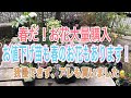 【ガーデニング】【春苗購入】春らんまん!かわいい春のお花たちたくさん購入してきました!そして、アレも我慢できず購入😅お値下げ苗もゲットです【値下げハンター】【値下げ苗】