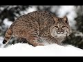 Bobcats Mini Documentary