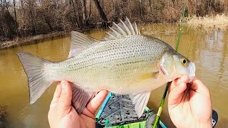 WANT TO CATCH WHITE BASS ON EVERY CAST⁉️ CAST HERE‼️ WHITE BASS RUN 2024‼️
