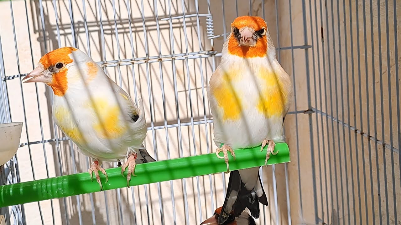 زيارة عند حمد🔥 طفرات الحسون الماجور 🐦 2026/1/15