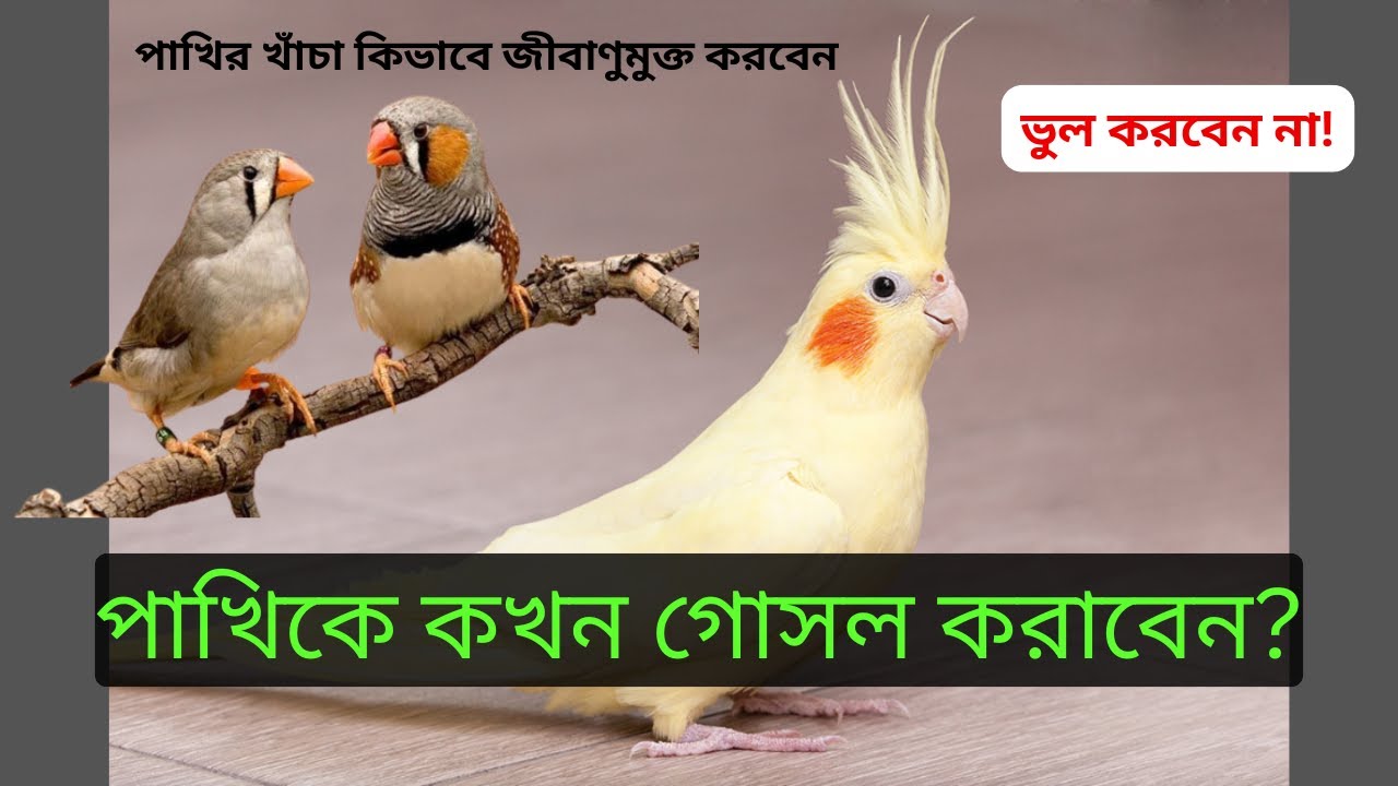 কোকাটেল ও ফিঞ্চ পাখির গোসল ও খাঁচা পরিষ্কারের সঠিক নিয়ম