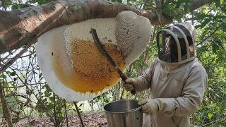 “I Faced a Giant Beehive Alone… This Got Out of Control Fast”