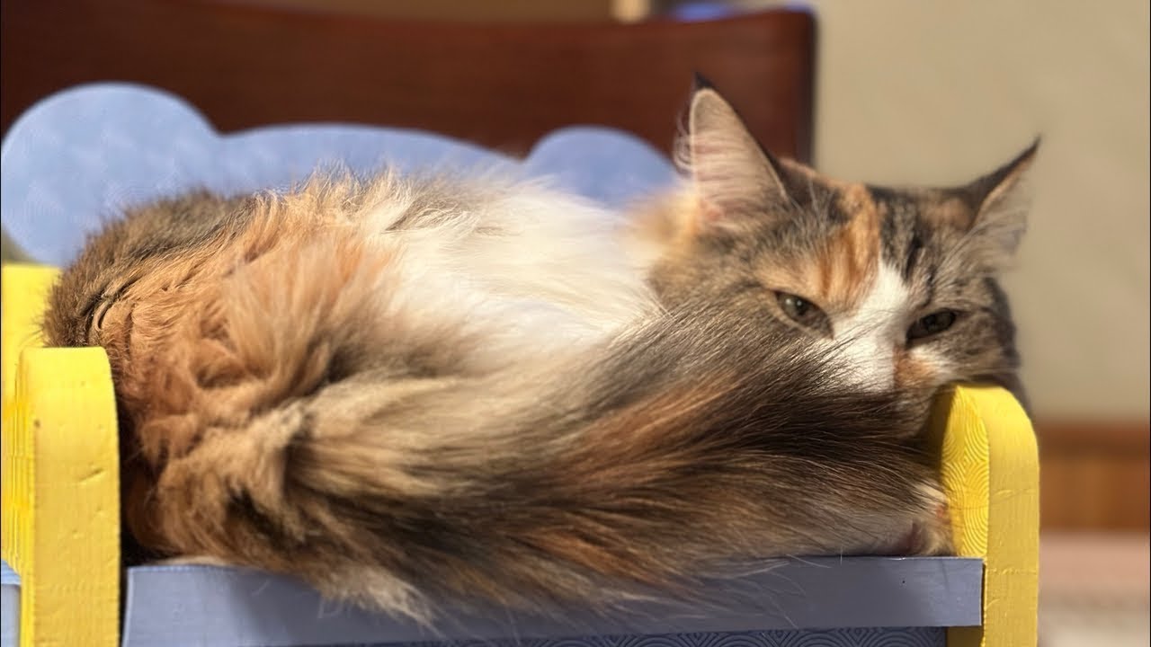 つるドラ！ 大阪名神高速大回りドライブ編