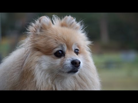 Video: Kan Små Dyr Leve Med Hunde?