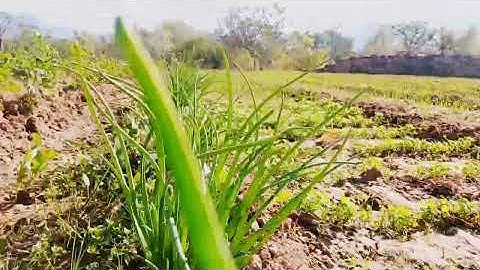 IN OUR FARM GROW  THE VEGETABLE  PLEASE Subscribe THIS  CHANNE#nature 