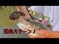 灼熱の爆釣パターン！夏バイブ！