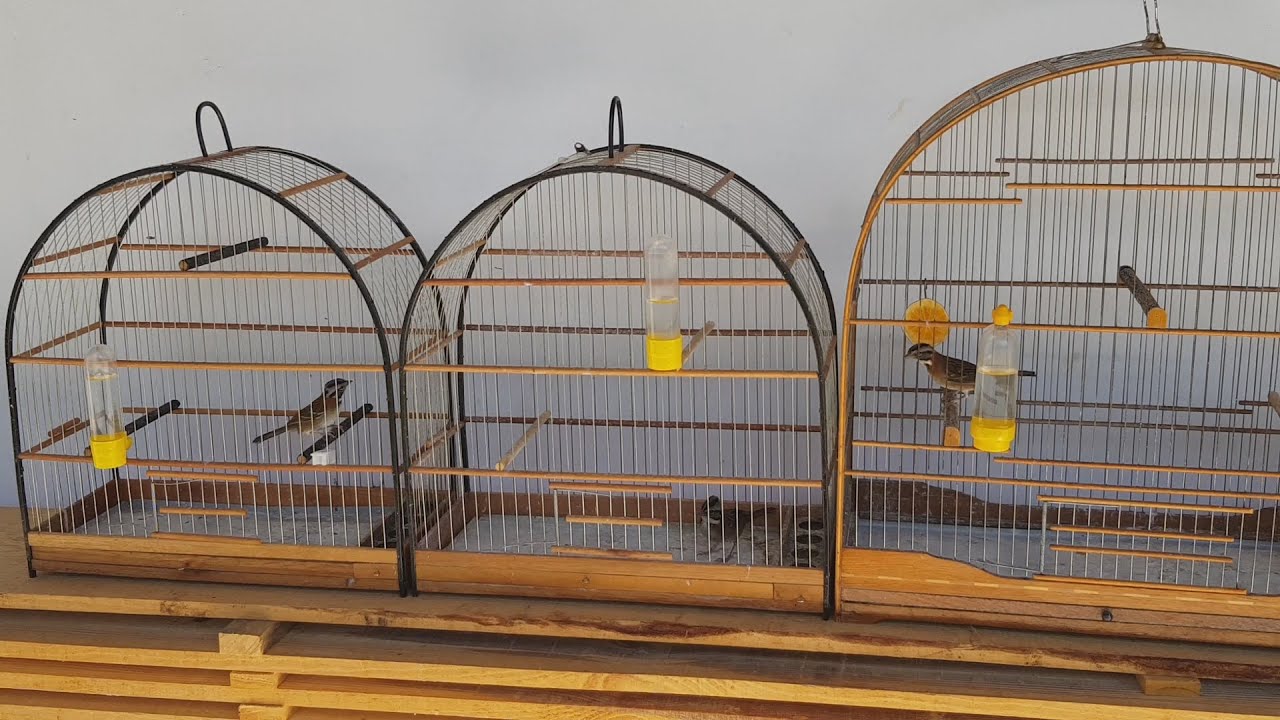 Iniciando a mexida para fazer os Tico ticos abrirem canto na temporada