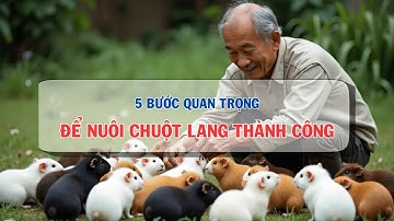 Cách Nuôi Chuột Lang Cho Người Mới – Hướng Dẫn Từ A-Z, Dễ Hiểu, Dễ Làm!