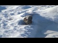 COWS FREEZE IN RIVER