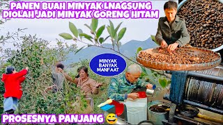 PANEN BUAH MINYAK LANGSUNG DIOLAH JADI MINYAK GORENG HITAM CHINA,PROSES PENGOLAHANNYA 1 BULANAN