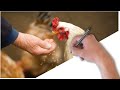 Poultry Feed Formulation: How to Make your Own Poultry Feed