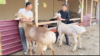 200 KG BO‘LADIGON ARASHAN QO‘ZILARI KELDI