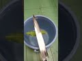 水面斬りならぬ浮島斬り　#Shorts