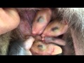 Checking babies in mother opossum's pouch