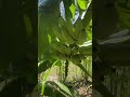 🍌 How to Grow Bananas in Just 1 Year 🍌 #banana #agroforestry #organicfarming