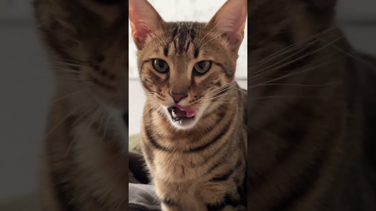 Стол на Ямаркете арт. YM10213362 