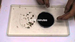 Covertest Dikerogammarus villosus with petri dishes