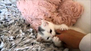 My Cute Cat LUNA by CuteHusky89 205 views 9 years ago 1 minute, 29 seconds