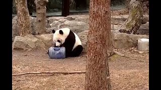 Download lagu Prince Bei Bei Big Shaker & Papa Tian Tian ππΌπΌπ 1/29/18