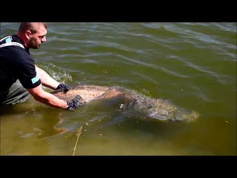 Húsvéti harcsa horgászat